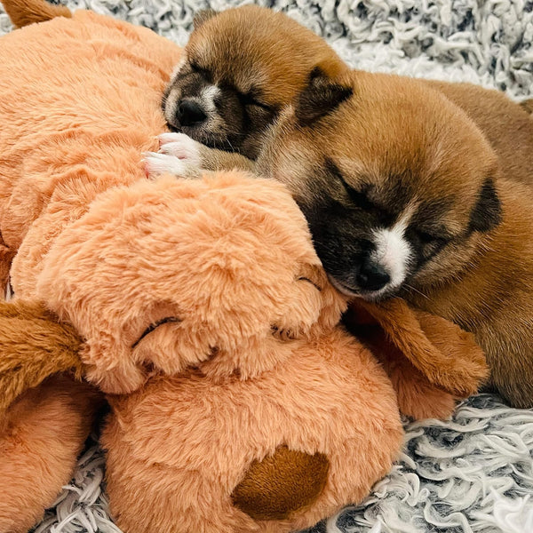 Heartbeat Toy, Calming Comfort, Medium Breeds - Biscuit